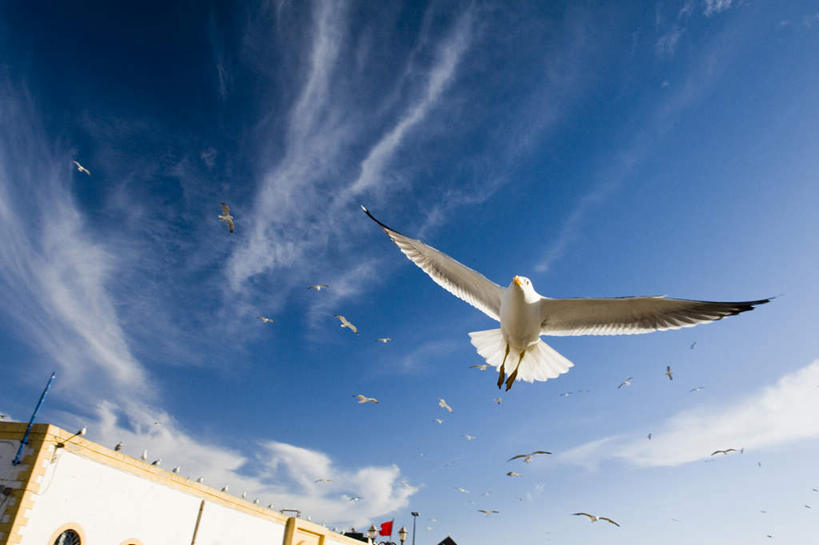 无人,横图,室外,白天,仰视,度假,美景,城市风光,标志建筑,城市,地标,建筑,路灯,海鸟,海鸥,鸟,野生动物,照明,非洲,摩洛哥,许多,飞翔,伸展,张开,展翅,飞行,翅膀,鸟类,景观,云,云朵,灯光,翱翔,云彩,注视,娱乐,建设,飞舞,灯,蓝色,白色,白云,蓝天,天空,动物,天,观察,看,享受,休闲,景色,放松,可爱,活泼,晴朗,观看,照亮,察看,航行,照明设备,关注,飘动,张开翅膀,阿非利加洲,遨游,漫游,摩洛哥王国,展开翅膀,晴空,彩图,低角度拍摄,全身