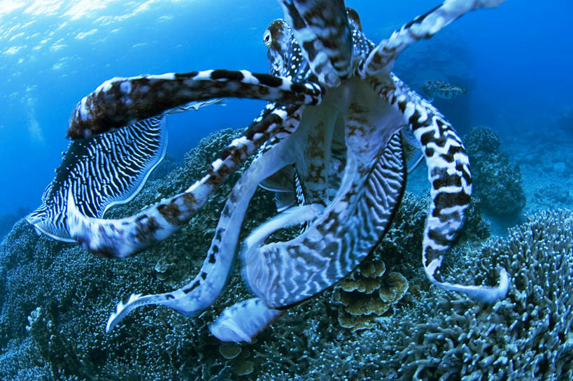 游泳,海鲜,无人,横图,室外,白天,正面,旅游,度假,运动,海底,水下,海浪,海洋,美景,乌贼,日本,亚洲,珊瑚,景观,浪花,水底,娱乐,冲绳,珊瑚礁,水产,海洋生物,无脊椎动物,一只,蓝色,自然,海水,享受,休闲,景色,放松,海底世界,潜水,游动,冲绳县,自然风光,水生动物,海产品,水生物,海景,东亚,海底动物,海底礁,琉球群岛,日本国,九州地方,浮潜,乌鲗,乌鱼,无脊椎非鱼类,大海,风浪,海,海床,海水的波动,礁,近岸浪,岩石,涌浪,墨鱼,墨斗鱼,花枝,半身,彩图