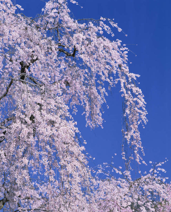 无人,竖图,室外,白天,仰视,旅游,度假,幸福,纯洁,美景,树林,植物,樱花,日本,亚洲,许多,阴影,盛开,光线,影子,景观,粉红色,花蕾,娱乐,花,花瓣,花朵,鲜花,树,树木,蓝色,绿色,蓝天,天空,阳光,自然,天,花苞,花蕊,享受,休闲,景色,放松,生长,晴朗,成长,等待,生命,自然风光,东亚,本州,万里无云,本州岛,日本国,中部地方,山梨,山梨县,仙樱花,福岛樱,青肤樱,高尚,热烈,晴空,晴空万里,荆桃,彩图,低角度拍摄