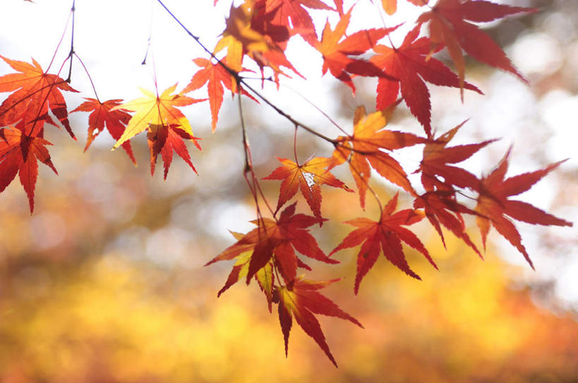 无人,横图,室外,特写,白天,仰视,旅游,度假,美景,叶子,京都,日本,亚洲,许多,阴影,朦胧,模糊,光线,影子,景观,枫叶,枯叶,落叶,娱乐,黄色,红色,阳光,自然,享受,休闲,景色,放松,京都府,枫树叶,自然风光,东亚,本州,本州岛,日本国,近畿地方,近畿,叶,叶片,彩图,低角度拍摄