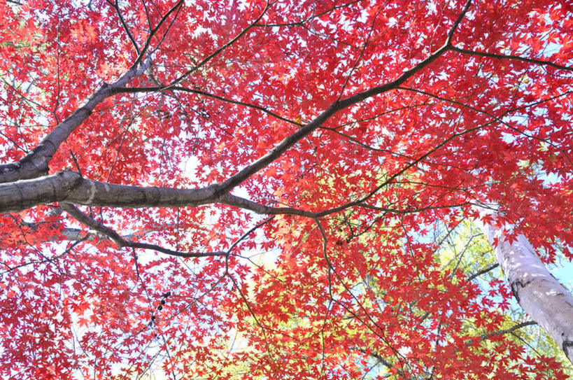 无人,横图,室外,白天,仰视,旅游,度假,美景,植物,叶子,北海道,日本,亚洲,许多,阴影,光线,影子,景观,枫叶,枯叶,落叶,娱乐,树,树木,黄色,红色,绿色,阳光,自然,享受,休闲,景色,放松,生长,成长,枫树叶,自然风光,东亚,日本国,北海道地方,北海道岛,叶,叶片,彩图,低角度拍摄