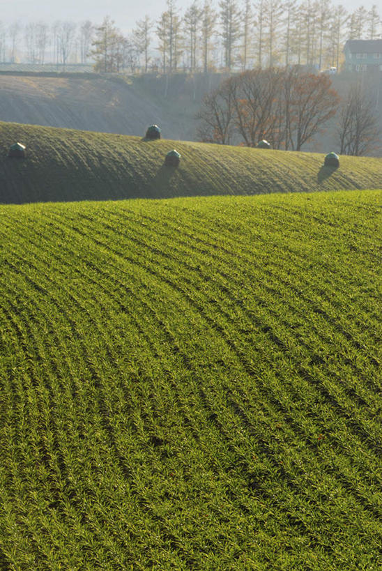 无人,竖图,俯视,室外,白天,旅游,度假,草地,草坪,美景,树林,植物,叶子,北海道,日本,亚洲,朦胧,模糊,景观,枯叶,落叶,娱乐,草,树,树木,红色,绿色,自然,享受,休闲,景色,放松,生长,成长,自然风光,东亚,日本国,北海道地方,北海道岛,叶,叶片,彩图,高角度拍摄