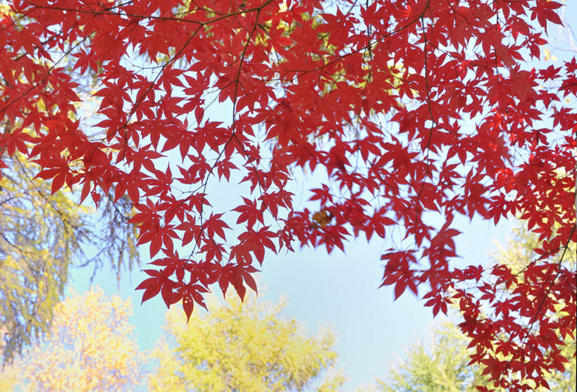 东方人,无人,横图,室外,特写,白天,仰视,旅游,度假,美景,秋季,枫树,叶子,北海道,日本,亚洲,许多,阴影,光线,影子,景观,枫叶,枯叶,落叶,黄种人,娱乐,黄色,红色,蓝色,蓝天,天空,阳光,自然,天,享受,休闲,景色,放松,晴朗,枫树叶,自然风光,东亚,万里无云,日本国,北海道地方,北海道岛,槭树,鸡爪槭,亚洲人,叶,叶片,晴空,晴空万里,秋,秋天,鸡爪枫,彩图,低角度拍摄