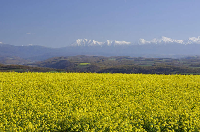无人,横图,室外,白天,正面,旅游,度假,美景,森林,山,山脉,树林,雪山,植物,北海道,日本,亚洲,阴影,光线,影子,景观,山峰,褐色,山峦,娱乐,树,树木,蓝色,绿色,蓝天,天空,阳光,自然,群山,天,油菜花,享受,休闲,景色,放松,生长,成长,自然风光,东亚,日本国,北海道地方,北海道岛,彩图