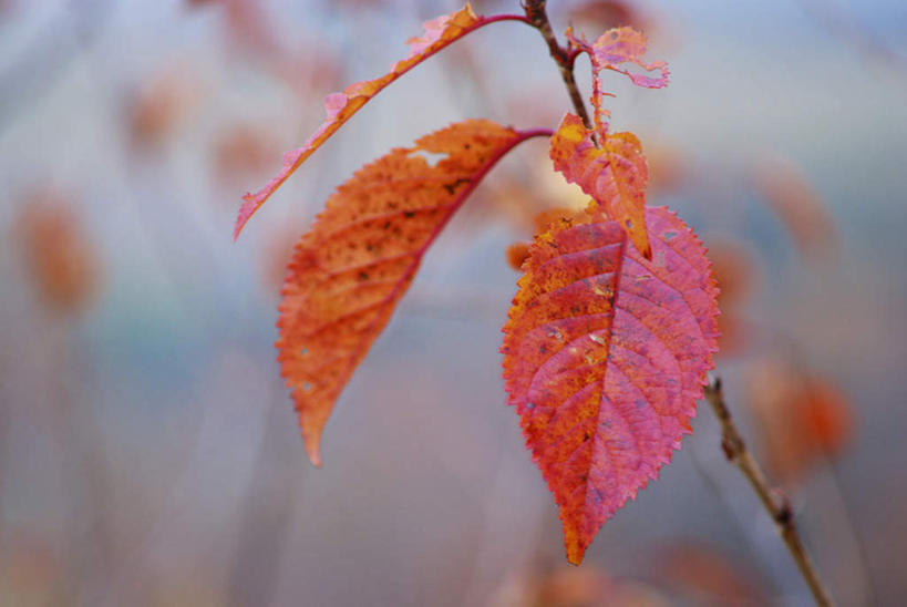 无人,横图,室外,特写,白天,正面,旅游,度假,美景,秋季,植物,叶子,北海道,日本,亚洲,许多,朦胧,模糊,景观,枯叶,落叶,娱乐,树,树木,树枝,红色,绿色,自然,享受,休闲,景色,放松,生长,成长,自然风光,东亚,日本国,北海道地方,北海道岛,叶,叶片,秋,秋天,彩图