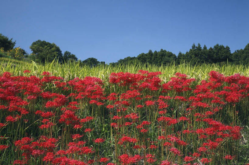 无人,横图,室外,白天,正面,旅游,度假,草地,草坪,花海,花圃,美景,树林,植物,叶子,奈良县,日本,亚洲,许多,阴影,盛开,光线,影子,景观,花蕾,娱乐,草,花,花瓣,花朵,花卉,鲜花,树,树木,红色,蓝色,绿色,蓝天,天空,自然,花丛,花束,花田,天,花苞,花蕊,享受,休闲,景色,放松,生长,成长,自然风光,东亚,本州,本州岛,日本国,近畿地方,奈良,近畿,蜘蛛百合,笹蟹百合,螫蟹花,水鬼蕉,蜘蛛兰,天生丽质,彩图