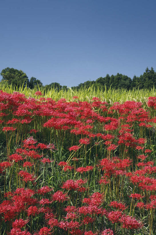 无人,竖图,室外,白天,正面,旅游,度假,草地,草坪,花海,花圃,美景,树林,植物,叶子,奈良县,日本,亚洲,许多,阴影,盛开,光线,影子,景观,花蕾,娱乐,草,花,花瓣,花朵,花卉,鲜花,树,树木,红色,蓝色,绿色,蓝天,天空,自然,花丛,花束,花田,天,花苞,花蕊,享受,休闲,景色,放松,生长,成长,自然风光,东亚,本州,本州岛,日本国,近畿地方,奈良,近畿,蜘蛛百合,笹蟹百合,螫蟹花,水鬼蕉,蜘蛛兰,天生丽质,彩图