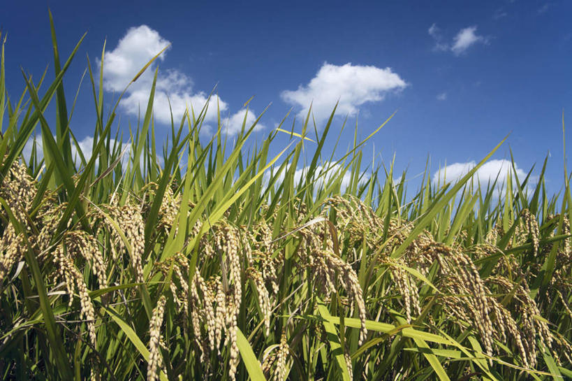 无人,农田,横图,室外,特写,白天,仰视,旅游,度假,农业,庄稼,农作物,美景,叶子,日本,亚洲,阴影,丰富,丰收,光线,影子,稻田,景观,云,云朵,谷物,水稻,绿叶,丰盛,云彩,娱乐,稻,蓝色,白云,蓝天,天空,自然,天,享受,休闲,嫩叶,景色,放松,自然风光,东亚,日本国,丰登,丰硕,叶,叶片,彩图,低角度拍摄,耕地,庄稼田