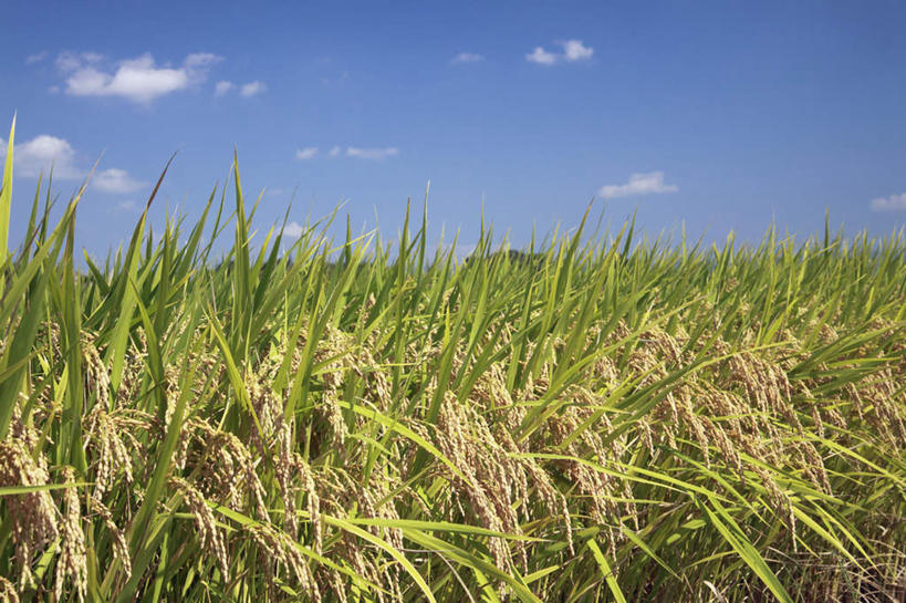 无人,农田,横图,室外,特写,白天,仰视,旅游,度假,农业,庄稼,农作物,美景,叶子,日本,亚洲,阴影,丰富,丰收,光线,影子,稻田,景观,云,云朵,谷物,水稻,绿叶,丰盛,云彩,娱乐,稻,蓝色,白云,蓝天,天空,自然,天,享受,休闲,嫩叶,景色,放松,自然风光,东亚,日本国,丰登,丰硕,叶,叶片,彩图,低角度拍摄,耕地,庄稼田