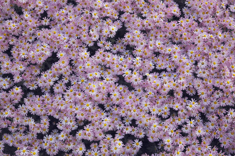 无人,横图,俯视,室外,特写,白天,爱情,旅游,度假,花海,花圃,美景,植物,叶子,日本,亚洲,许多,盛开,景观,花蕾,娱乐,花,花瓣,花朵,花卉,鲜花,绿色,紫色,自然,花丛,花束,花田,花苞,花蕊,享受,休闲,菊花,景色,放松,大阪,吉祥,自然风光,东亚,本州,大阪府,本州岛,日本国,近畿地方,近畿,高洁,长寿,怀恋,清净,真情,寿客,秋菊,彩图,高角度拍摄