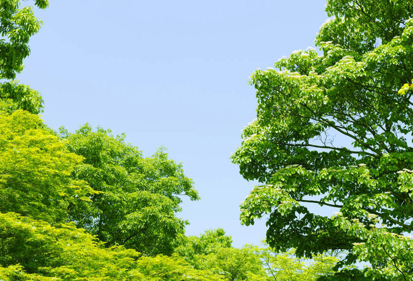 无人,横图,室外,白天,仰视,旅游,度假,美景,树林,植物,东京,日本,亚洲,阴影,光线,影子,景观,娱乐,树,树木,蓝色,绿色,蓝天,天空,阳光,自然,天,享受,休闲,景色,放松,生长,成长,自然风光,东亚,本州,关东地方,本州岛,日本国,东京都,高尾山,彩图,低角度拍摄