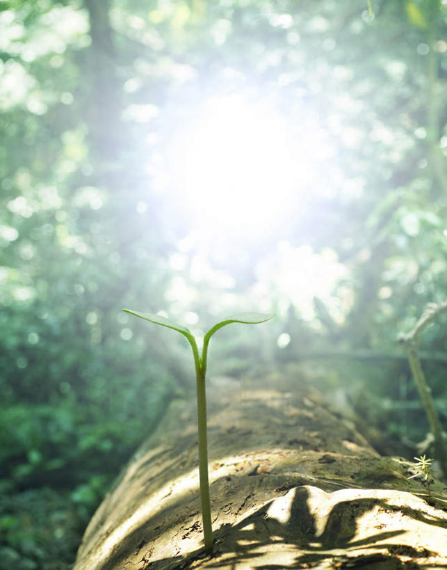 无人,竖图,室外,特写,白天,正面,旅游,度假,美景,树林,太阳,植物,叶子,东京,日本,亚洲,阴影,朦胧,模糊,光线,影子,景观,绿叶,娱乐,树,树干,树木,一个,绿色,阳光,自然,树苗,享受,休闲,嫩叶,景色,放松,生长,单个,成长,生机,自然风光,东亚,本州,关东地方,本州岛,日本国,东京都,灵动,叶,叶片,彩图