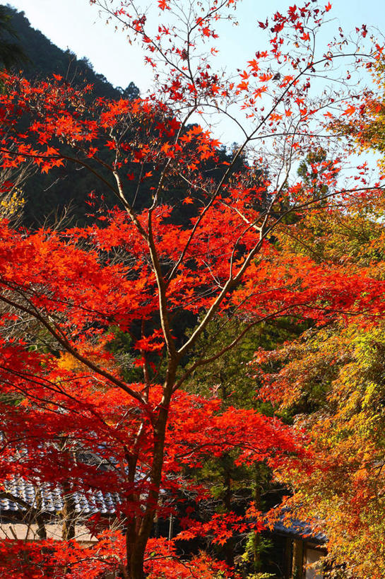 无人,家,竖图,室外,特写,白天,正面,旅游,度假,美景,山,山脉,植物,枫树,叶子,日本,亚洲,阴影,光线,影子,房屋,屋子,景观,山峰,枫叶,枯叶,落叶,山峦,娱乐,楼房,住宅,树,树木,黄色,红色,蓝色,绿色,蓝天,天空,自然,群山,天,享受,休闲,景色,放松,生长,成长,枫树叶,自然风光,东亚,本州,关东地方,本州岛,日本国,槭树,崎玉,崎玉县,日本红枫,日本红丝带,叶,叶片,彩图,房子