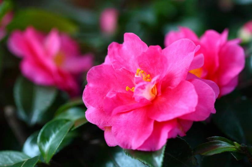 无人,横图,俯视,室外,特写,白天,旅游,度假,花海,花圃,美景,植物,山茶花,叶子,日本,亚洲,三朵,许多,阴影,朦胧,模糊,盛开,光线,影子,景观,花蕾,娱乐,花,花瓣,花朵,花卉,鲜花,粉色,绿色,自然,花丛,花束,花田,花苞,花蕊,享受,休闲,景色,放松,自然风光,东亚,本州,关东地方,本州岛,日本国,玉茗花,耐冬,崎玉,崎玉县,海石榴,茶花,彩图,高角度拍摄