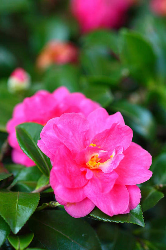 无人,竖图,俯视,室外,特写,白天,旅游,度假,花海,花圃,美景,植物,山茶花,叶子,日本,亚洲,三朵,许多,阴影,朦胧,模糊,盛开,光线,影子,景观,花蕾,娱乐,花,花瓣,花朵,花卉,鲜花,粉色,绿色,自然,花丛,花束,花田,花苞,花蕊,享受,休闲,景色,放松,自然风光,东亚,本州,关东地方,本州岛,日本国,玉茗花,耐冬,崎玉,崎玉县,海石榴,茶花,彩图,高角度拍摄