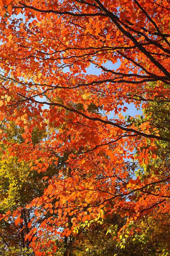 无人,竖图,室外,白天,仰视,旅游,度假,美景,树林,植物,日本,亚洲,许多,阴影,光线,影子,景观,娱乐,树,树木,绿色,自然,享受,休闲,景色,放松,生长,成长,自然风光,东亚,山茱萸,本州,关东地方,本州岛,日本国,崎玉,崎玉县,山萸肉,山芋肉,蜀酸枣,天木籽,药枣,萸肉,枣皮,彩图,低角度拍摄