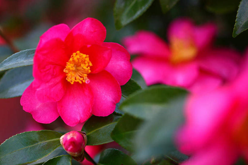 无人,横图,俯视,室外,特写,白天,旅游,度假,花海,花圃,美景,植物,山茶花,叶子,日本,亚洲,三朵,许多,阴影,朦胧,模糊,盛开,光线,影子,景观,花蕾,娱乐,花,花瓣,花朵,花卉,鲜花,粉色,绿色,自然,花丛,花束,花田,花苞,花蕊,享受,休闲,景色,放松,自然风光,东亚,本州,关东地方,本州岛,日本国,玉茗花,耐冬,崎玉,崎玉县,海石榴,茶花,彩图,高角度拍摄