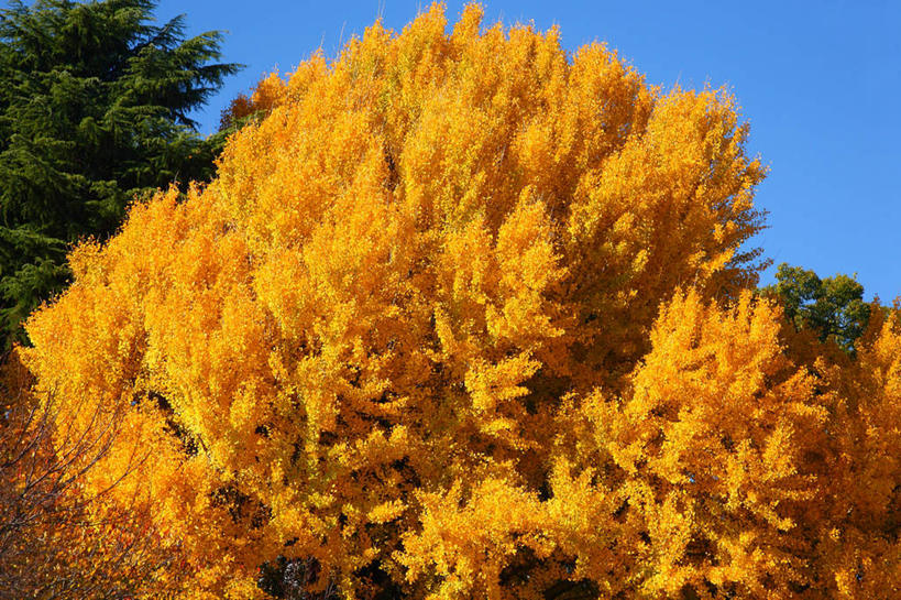 无人,横图,室外,白天,仰视,旅游,度假,美景,树林,植物,银杏树,叶子,东京,日本,亚洲,许多,阴影,光线,影子,景观,枯叶,落叶,娱乐,树,树木,黄色,蓝色,绿色,蓝天,天空,自然,天,享受,休闲,景色,放松,千代田区,生长,晴朗,成长,自然风光,东亚,本州,万里无云,关东地方,本州岛,日本国,东京都,鸭脚树,叶,叶片,晴空,晴空万里,银杏,公孙树,白果,彩图,低角度拍摄