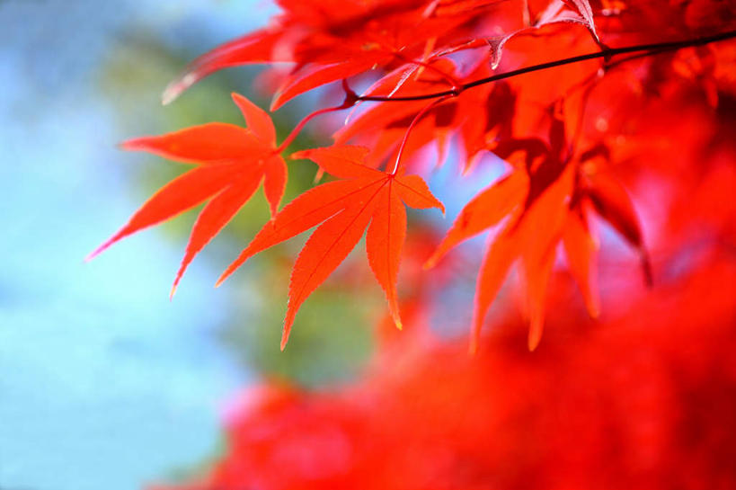 无人,横图,室外,特写,白天,仰视,旅游,度假,美景,秋季,山,山脉,植物,枫树,叶子,东京,日本,亚洲,许多,阴影,朦胧,模糊,光线,影子,景观,山峰,枫叶,枯叶,落叶,山峦,娱乐,树,树木,黄色,红色,蓝色,绿色,蓝天,天空,自然,群山,享受,休闲,景色,放松,千代田区,生长,成长,枫树叶,自然风光,东亚,本州,关东地方,本州岛,日本国,东京都,槭树,日本红枫,日本红丝带,叶,叶片,秋,秋天,彩图,低角度拍摄