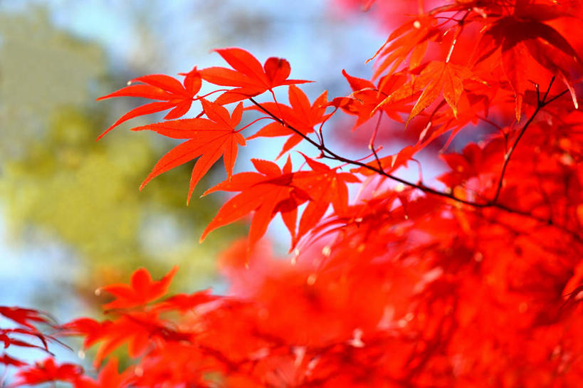 无人,横图,室外,特写,白天,仰视,旅游,度假,美景,秋季,山,山脉,植物,枫树,叶子,东京,日本,亚洲,许多,阴影,朦胧,模糊,光线,影子,景观,山峰,枫叶,枯叶,落叶,山峦,娱乐,树,树木,黄色,红色,蓝色,绿色,蓝天,天空,自然,群山,享受,休闲,景色,放松,千代田区,生长,成长,枫树叶,自然风光,东亚,本州,关东地方,本州岛,日本国,东京都,槭树,日本红枫,日本红丝带,叶,叶片,秋,秋天,彩图,低角度拍摄