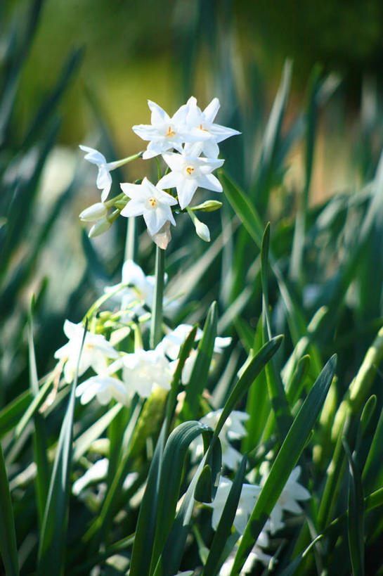 无人,竖图,俯视,室外,特写,白天,爱情,旅游,度假,陶醉,花海,花圃,美景,植物,水仙花,叶子,日本,亚洲,许多,阴影,朦胧,模糊,盛开,光线,影子,景观,花蕾,娱乐,花,花瓣,花朵,花卉,鲜花,绿色,自然,花丛,花束,花田,花苞,花蕊,享受,休闲,景色,放松,自然风光,记忆,东亚,本州,关东地方,本州岛,日本国,金盏银台,玉玲珑,女史花,雅蒜,天蒜,崎玉,崎玉县,敬意,自恋,凌波仙子,水仙,天葱,彩图,高角度拍摄