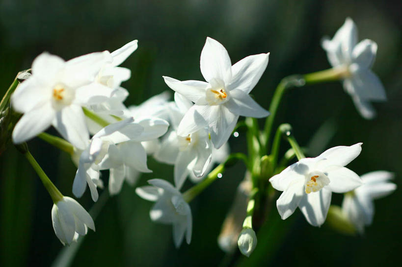 无人,横图,俯视,室外,特写,白天,爱情,旅游,度假,陶醉,花海,花圃,美景,植物,水仙花,叶子,日本,亚洲,许多,阴影,朦胧,模糊,盛开,光线,影子,景观,花蕾,娱乐,花,花瓣,花朵,花卉,鲜花,绿色,自然,花丛,花束,花田,花苞,花蕊,享受,休闲,景色,放松,自然风光,记忆,东亚,本州,关东地方,本州岛,日本国,金盏银台,玉玲珑,女史花,雅蒜,天蒜,崎玉,崎玉县,敬意,自恋,凌波仙子,水仙,天葱,彩图,高角度拍摄