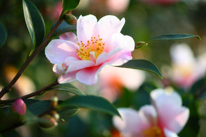 无人,横图,俯视,室外,特写,白天,旅游,度假,花海,花圃,美景,植物,山茶花,叶子,日本,亚洲,许多,阴影,朦胧,模糊,盛开,光线,影子,景观,花蕾,娱乐,花,花瓣,花朵,花卉,鲜花,粉色,绿色,自然,花丛,花束,花田,花苞,花蕊,享受,休闲,景色,放松,自然风光,东亚,本州,关东地方,本州岛,日本国,玉茗花,耐冬,崎玉,崎玉县,海石榴,茶花,彩图,高角度拍摄