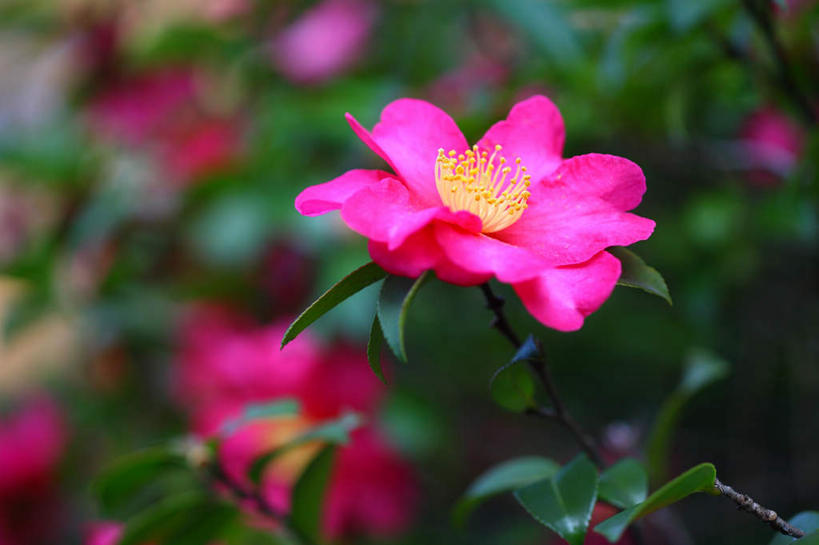 无人,横图,俯视,室外,特写,白天,旅游,度假,花海,花圃,美景,植物,山茶花,叶子,日本,亚洲,许多,阴影,朦胧,模糊,盛开,光线,影子,景观,花蕾,娱乐,花,花瓣,花朵,花卉,鲜花,粉色,绿色,自然,花丛,花束,花田,花苞,花蕊,享受,休闲,景色,放松,自然风光,东亚,本州,关东地方,本州岛,日本国,玉茗花,耐冬,崎玉,崎玉县,海石榴,茶花,彩图,高角度拍摄