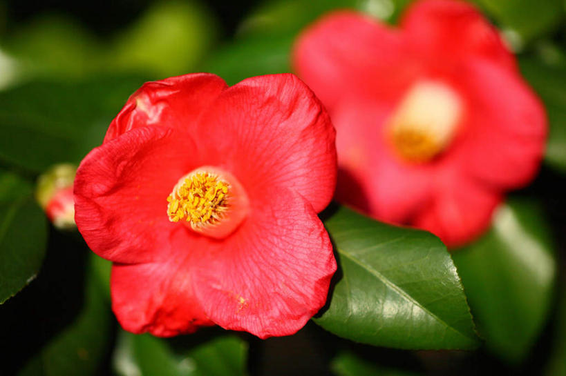 无人,横图,俯视,室外,特写,白天,旅游,度假,花海,花圃,美景,植物,山茶花,叶子,日本,亚洲,许多,阴影,朦胧,模糊,盛开,光线,影子,景观,花蕾,娱乐,花,花瓣,花朵,花卉,鲜花,红色,绿色,自然,花丛,花束,花田,花苞,花蕊,享受,休闲,景色,放松,自然风光,东亚,本州,关东地方,本州岛,日本国,玉茗花,耐冬,崎玉,崎玉县,海石榴,茶花,彩图,高角度拍摄