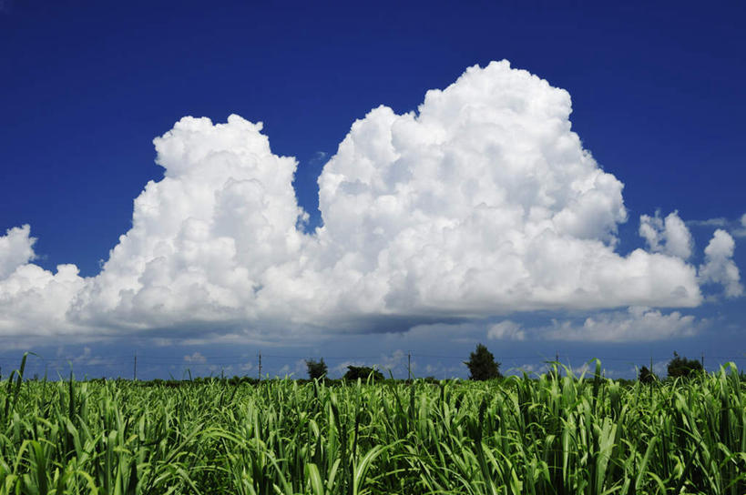 无人,横图,室外,白天,仰视,旅游,度假,美景,树林,植物,水果,叶子,日本,亚洲,许多,阴影,新鲜,电力,光线,电线,线,影子,景观,云,云朵,生食,食品,果实,绿叶,甘蔗,电能,线路,云彩,娱乐,冲绳,树,树木,食物,蓝色,绿色,白云,蓝天,天空,自然,天,享受,休闲,嫩叶,景色,放松,有机食品,绿色食品,生长,成长,电,电源,电源线,冲绳县,自然风光,能量,东亚,琉球群岛,日本国,九州地方,宫古岛,宫古列岛,叶,叶片,彩图,低角度拍摄