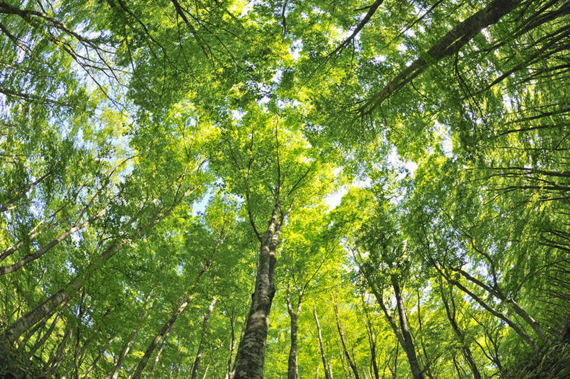 无人,横图,室外,白天,仰视,旅游,度假,美景,植物,叶子,大分县,日本,亚洲,许多,阴影,光线,影子,景观,绿叶,娱乐,树,树木,绿色,阳光,自然,享受,休闲,嫩叶,景色,放松,生长,成长,自然风光,东亚,山毛榉,日本国,九州本岛,九州,九州岛,九州地方,大分,麻栎金刚,山毛榉树,叶,叶片,彩图,低角度拍摄