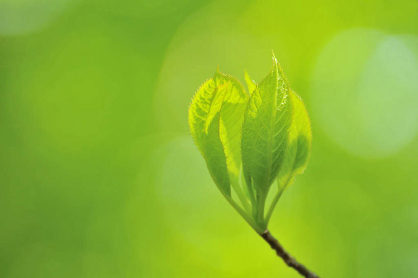 无人,横图,室外,特写,白天,正面,旅游,度假,美景,植物,叶子,日本,五个,阴影,朦胧,模糊,光线,纹理,影子,景观,绿叶,娱乐,绿色,阳光,自然,享受,休闲,嫩叶,景色,放松,生机,自然风光,肌理,灵动,叶,叶片,叶脉,彩图