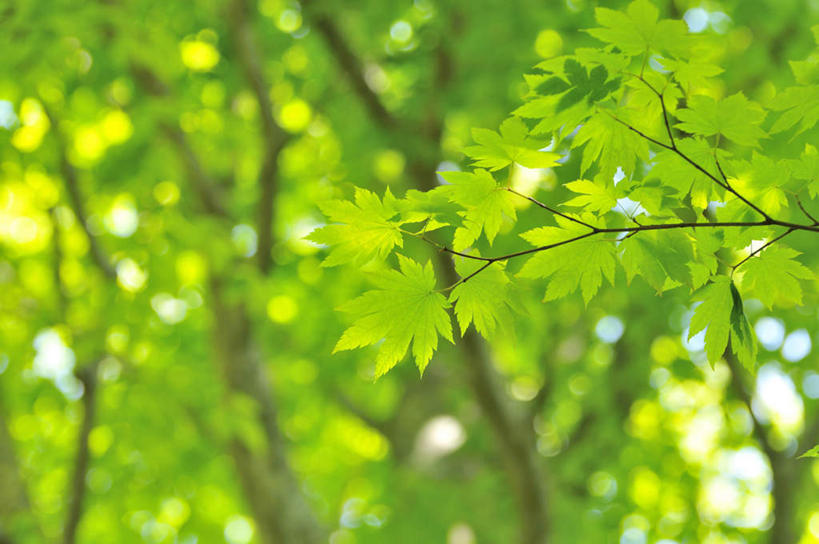 无人,横图,室外,特写,白天,仰视,旅游,度假,美景,树林,植物,叶子,日本,亚洲,许多,阴影,朦胧,模糊,光线,纹理,影子,景观,绿叶,娱乐,树,树木,绿色,阳光,自然,享受,休闲,嫩叶,景色,放松,生长,成长,自然风光,东亚,肌理,日本国,叶,叶片,叶脉,彩图,低角度拍摄