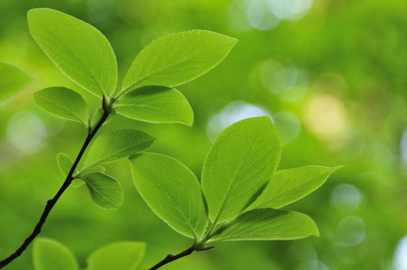 无人,横图,室外,特写,白天,正面,旅游,度假,美景,植物,叶子,许多,阴影,朦胧,模糊,光线,纹理,影子,景观,绿叶,娱乐,绿色,阳光,自然,享受,休闲,嫩叶,景色,放松,生长,成长,自然风光,肌理,叶,叶片,叶脉,彩图