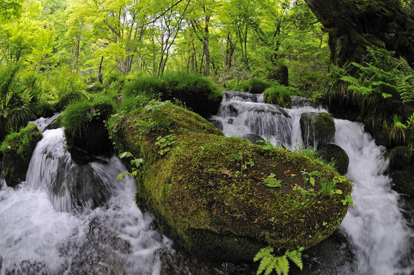 无人,横图,室外,白天,长时间曝光,仰视,旅游,度假,河流,石头,美景,树林,水,植物,叶子,日本,亚洲,阴影,朦胧,模糊,光线,石子,影子,河水,景观,水流,绿叶,苔藓,娱乐,树,树木,绿色,小溪,自然,溪水,享受,休闲,嫩叶,景色,放松,生长,成长,自然风光,曝光,东亚,本州,本州岛,日本国,中国地方,鸟取,鸟取县,暴光,叶,叶片,石块,岩石,彩图,低角度拍摄