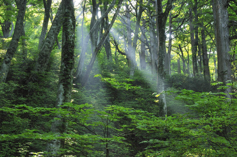 无人,横图,室外,白天,仰视,旅游,度假,美景,树林,植物,日本,亚洲,阴影,梦幻,发光,光束,光线,影子,景观,光亮,娱乐,树,树木,绿色,阳光,自然,享受,休闲,景色,放松,生长,成长,未来,发亮,自然风光,东亚,憧憬,本州,本州岛,日本国,中国地方,鸟取,鸟取县,彩图,低角度拍摄
