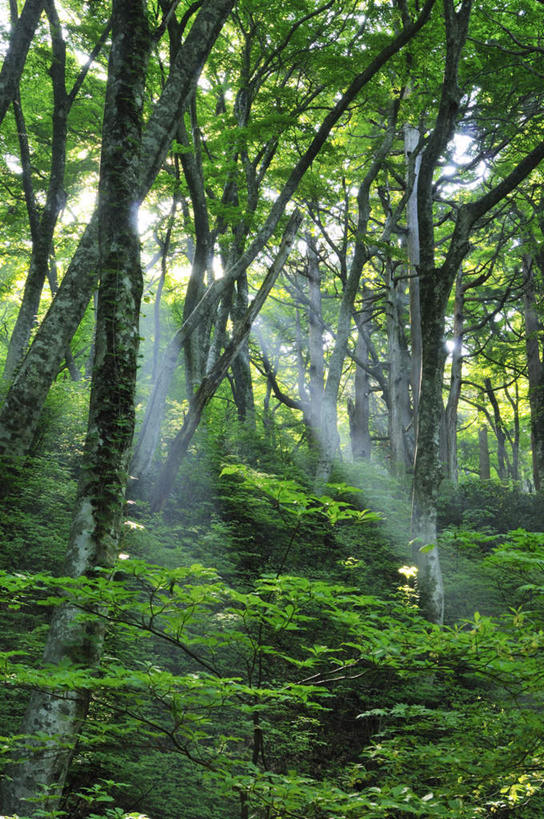 无人,竖图,室外,白天,仰视,旅游,度假,美景,树林,植物,日本,亚洲,阴影,梦幻,发光,光束,光线,影子,景观,光亮,娱乐,树,树木,绿色,阳光,自然,享受,休闲,景色,放松,生长,成长,未来,发亮,自然风光,东亚,憧憬,本州,本州岛,日本国,中国地方,鸟取,鸟取县,彩图,低角度拍摄