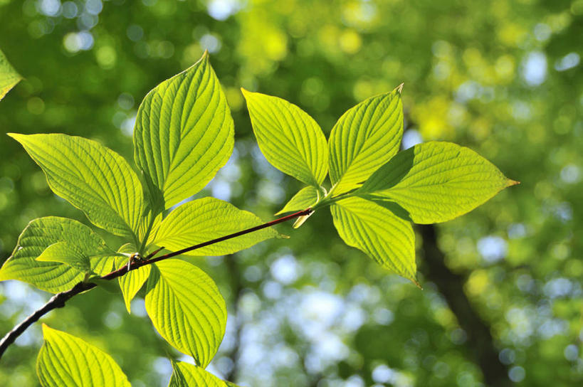 无人,横图,室外,特写,白天,仰视,旅游,度假,美景,植物,叶子,日本,亚洲,许多,阴影,朦胧,模糊,光线,纹理,影子,景观,绿叶,娱乐,绿色,阳光,自然,享受,休闲,嫩叶,景色,放松,自然风光,东亚,肌理,日本国,叶,叶片,叶脉,彩图,低角度拍摄