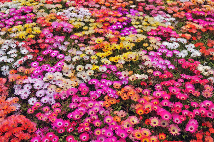 无人,横图,俯视,室内,白天,旅游,度假,快乐,幸福,花海,花圃,美景,植物,叶子,日本,亚洲,许多,阴影,盛开,光线,影子,景观,玛格丽特,花蕾,娱乐,雏菊,花,花瓣,花朵,花卉,鲜花,粉色,黄色,红色,绿色,自然,花丛,花束,花田,花苞,花蕊,享受,休闲,菊花,景色,放松,活力,希望,坚强,自然风光,和平,东亚,离别,本州,本州岛,日本国,中国地方,延命菊,幸福花,春菊,马兰头花,暗恋,纯情,单恋,鸟取,鸟取县,天真,彩图,高角度拍摄,愉快