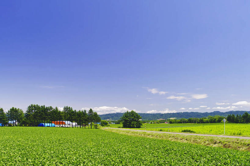 无人,家,农田,横图,室外,白天,正面,旅游,度假,庄稼,农作物,美景,植物,道路,路,北海道,日本,亚洲,阴影,光线,影子,房屋,屋子,景观,云,云朵,小路,交通,云彩,娱乐,楼房,住宅,树,树木,蓝色,绿色,白云,蓝天,天空,阳光,自然,天,享受,休闲,景色,放松,乡间小路,生长,晴朗,成长,自然风光,东亚,日本国,北海道地方,北海道岛,晴空,彩图,耕地,庄稼田,房子