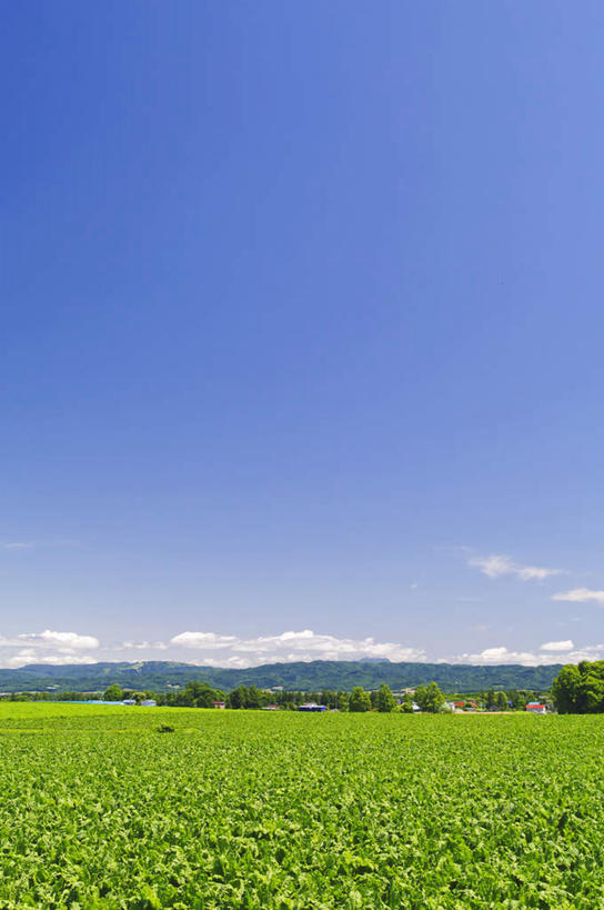 无人,农田,竖图,室外,白天,正面,旅游,度假,庄稼,农作物,美景,山,山脉,植物,道路,路,北海道,日本,亚洲,阴影,光线,影子,景观,山峰,云,云朵,小路,交通,山峦,云彩,娱乐,树,树木,蓝色,绿色,白云,蓝天,天空,阳光,自然,群山,天,享受,休闲,景色,放松,乡间小路,生长,晴朗,成长,自然风光,东亚,日本国,北海道地方,北海道岛,晴空,彩图,耕地,庄稼田
