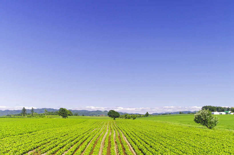 无人,家,农田,横图,室外,白天,正面,旅游,度假,庄稼,农作物,美景,山,山脉,植物,道路,路,北海道,日本,亚洲,阴影,光线,影子,房屋,屋子,景观,山峰,云,云朵,小路,交通,山峦,云彩,娱乐,楼房,住宅,树,树木,蓝色,绿色,白云,蓝天,天空,阳光,自然,群山,天,享受,休闲,景色,放松,乡间小路,生长,晴朗,成长,自然风光,东亚,日本国,北海道地方,北海道岛,晴空,彩图,耕地,庄稼田,房子