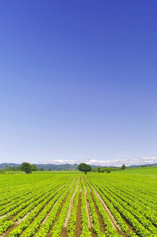 无人,家,农田,竖图,室外,白天,正面,旅游,度假,庄稼,农作物,美景,山,山脉,植物,道路,路,北海道,日本,亚洲,一排,许多,阴影,整齐,光线,影子,房屋,屋子,地平线,景观,山峰,云,云朵,小路,辽阔,地面,交通,山峦,云彩,娱乐,楼房,住宅,树,树木,排列,蓝色,绿色,白云,蓝天,天空,阳光,自然,群山,天,享受,休闲,广阔,景色,放松,乡间小路,生长,晴朗,成长,一望无际,队列,自然风光,延伸,东亚,日本国,天地相交,北海道地方,北海道岛,无边无际,一马平川,晴空,彩图,耕地,庄稼田,房子