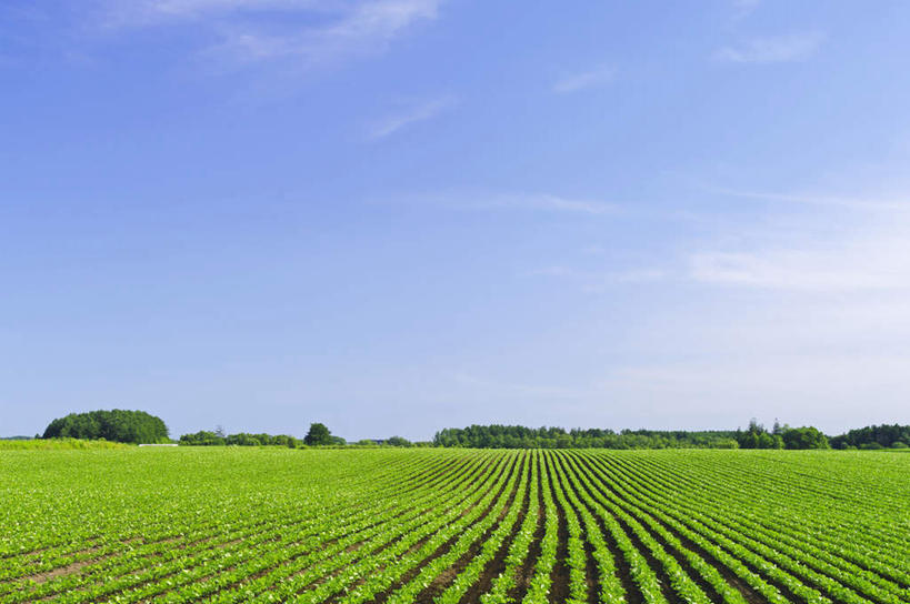 无人,家,农田,横图,室外,白天,正面,旅游,度假,庄稼,农作物,美景,山,山脉,植物,道路,路,北海道,日本,亚洲,一排,许多,阴影,整齐,光线,影子,房屋,屋子,地平线,景观,山峰,云,云朵,小路,辽阔,地面,交通,山峦,云彩,娱乐,楼房,住宅,树,树木,排列,蓝色,绿色,白云,蓝天,天空,阳光,自然,群山,天,享受,休闲,广阔,景色,放松,乡间小路,生长,晴朗,成长,一望无际,队列,自然风光,延伸,东亚,日本国,天地相交,北海道地方,北海道岛,无边无际,一马平川,晴空,彩图,耕地,庄稼田,房子