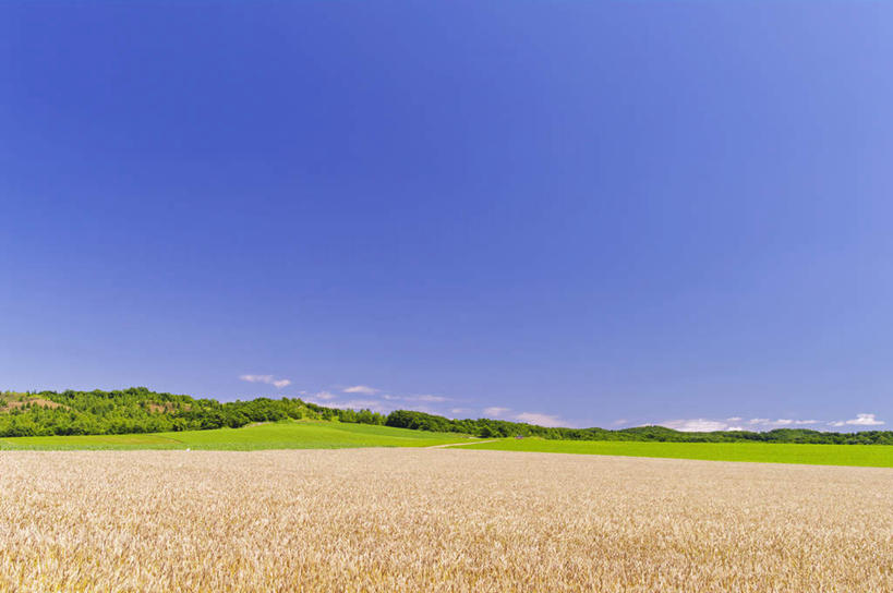 无人,农田,横图,室外,白天,正面,旅游,度假,庄稼,农作物,小麦,草地,草坪,美景,植物,北海道,日本,亚洲,阴影,光线,影子,地平线,景观,云,云朵,辽阔,谷物,地面,云彩,娱乐,草,树,树木,蓝色,绿色,白云,蓝天,天空,阳光,自然,天,享受,休闲,广阔,稻谷,稻子,景色,放松,麦子,生长,晴朗,成长,一望无际,自然风光,延伸,东亚,日本国,天地相交,北海道地方,北海道岛,无边无际,一马平川,晴空,彩图,耕地,庄稼田