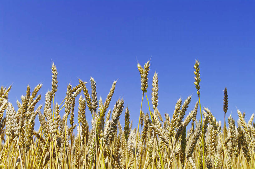 无人,横图,室外,特写,白天,正面,旅游,度假,农作物,小麦,美景,北海道,日本,亚洲,许多,景观,谷物,娱乐,黄色,蓝色,蓝天,天空,自然,天,享受,休闲,稻谷,稻子,景色,放松,麦子,晴朗,自然风光,东亚,万里无云,日本国,北海道地方,北海道岛,晴空,晴空万里,彩图