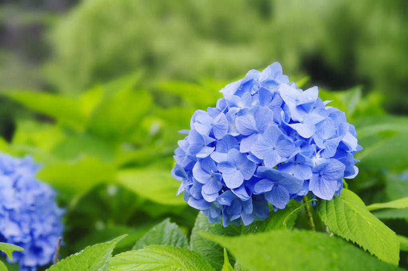 无人,横图,俯视,室外,特写,白天,旅游,度假,骄傲,花海,花圃,美景,植物,八仙花,叶子,北海道,日本,亚洲,许多,朦胧,模糊,盛开,景观,花蕾,娱乐,花,花瓣,花朵,花卉,鲜花,蓝色,绿色,自然,花丛,花束,花田,花苞,花蕊,绣球花,享受,休闲,景色,放松,紫阳花,洋绣球,自然风光,东亚,札幌,日本国,草绣球,斗球,北海道地方,北海道岛,七变化,粉团花,县厅,善变,彩图,高角度拍摄,札幌市