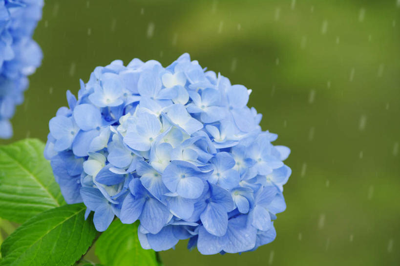 无人,横图,俯视,室外,特写,白天,旅游,度假,骄傲,花海,花圃,美景,雨,植物,暴雨,大雨,八仙花,叶子,北海道,日本,亚洲,许多,朦胧,模糊,盛开,景观,花蕾,娱乐,花,花瓣,花朵,花卉,鲜花,蓝色,绿色,自然,花丛,花束,花田,花苞,花蕊,绣球花,享受,休闲,景色,放松,细雨,紫阳花,洋绣球,自然风光,东亚,札幌,日本国,草绣球,斗球,北海道地方,北海道岛,七变化,粉团花,县厅,善变,小雨,彩图,高角度拍摄,札幌市