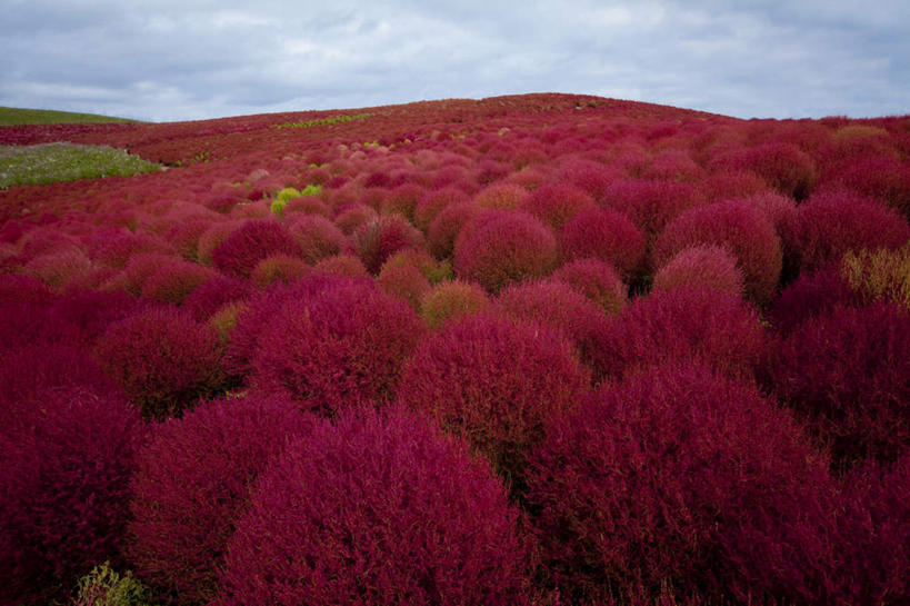 无人,横图,俯视,室外,白天,旅游,度假,花海,花圃,美景,植物,叶子,日本,亚洲,许多,盛开,景观,乌云,云,阴天,云朵,花蕾,云彩,娱乐,花,花瓣,花朵,花卉,鲜花,树,树木,红色,绿色,天空,自然,花丛,花束,花田,天,花苞,花蕊,享受,休闲,景色,放松,生长,成长,昏暗,阴沉,自然风光,东亚,本州,茨城,茨城县,关东地方,本州岛,日本国,地肤,地麦,扫帚菜,扫帚苗,彩图,高角度拍摄