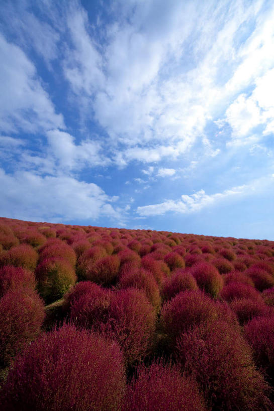 无人,竖图,室外,白天,正面,旅游,度假,花海,花圃,美景,植物,叶子,日本,亚洲,许多,阴影,盛开,光线,影子,地平线,景观,云,云朵,辽阔,地面,花蕾,云彩,娱乐,花,花瓣,花朵,花卉,鲜花,树,树木,红色,蓝色,绿色,白云,蓝天,天空,阳光,自然,花丛,花束,花田,天,花苞,花蕊,享受,休闲,广阔,景色,放松,生长,晴朗,成长,一望无际,自然风光,延伸,东亚,本州,茨城,茨城县,关东地方,本州岛,日本国,天地相交,地肤,地麦,扫帚菜,扫帚苗,无边无际,一马平川,晴空,彩图